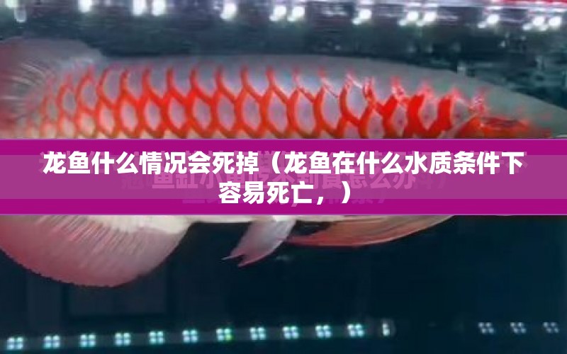 龍魚(yú)什么情況會(huì)死掉（龍魚(yú)在什么水質(zhì)條件下容易死亡，）