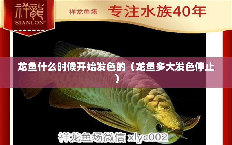 龍魚什么時候開始發(fā)色的（龍魚多大發(fā)色停止）