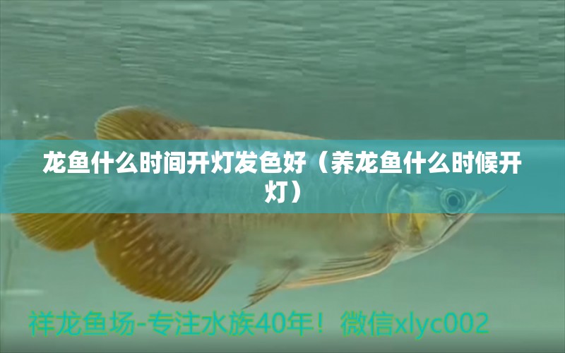 龍魚什么時間開燈發(fā)色好（養(yǎng)龍魚什么時候開燈） 觀賞魚