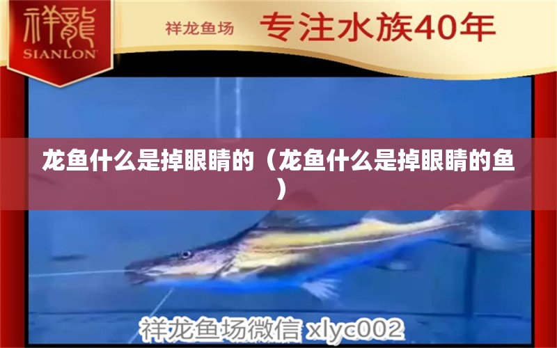 龍魚什么是掉眼睛的（龍魚什么是掉眼睛的魚） 廣州龍魚批發(fā)市場