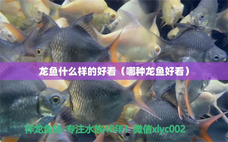 龍魚什么樣的好看（哪種龍魚好看） 觀賞魚