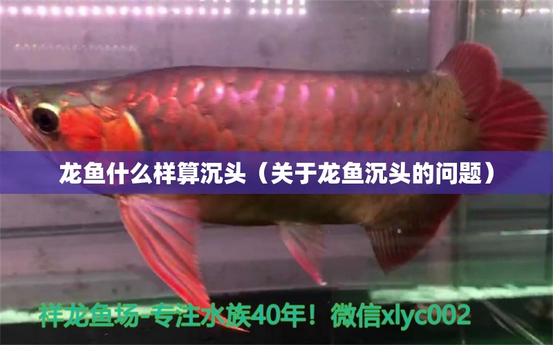 龍魚什么樣算沉頭（關(guān)于龍魚沉頭的問題） 水族問答 第2張