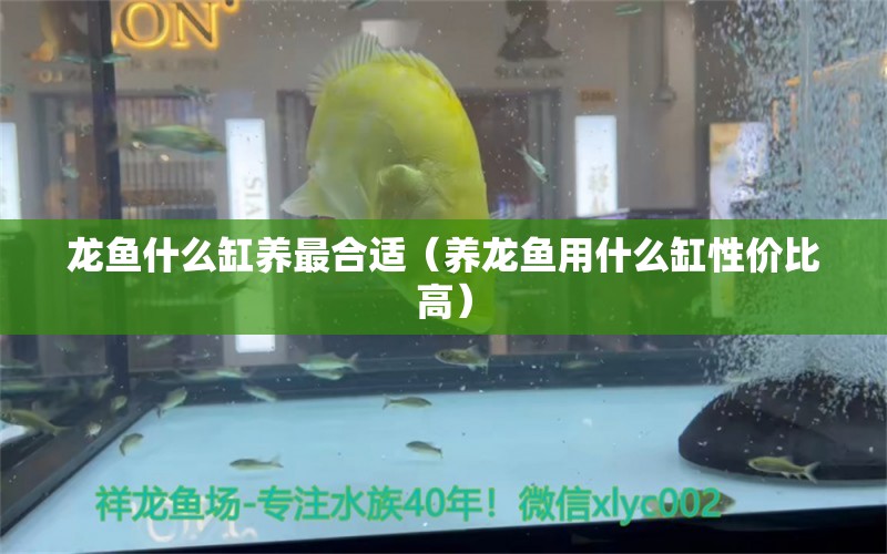 龍魚什么缸養(yǎng)最合適（養(yǎng)龍魚用什么缸性價比高）