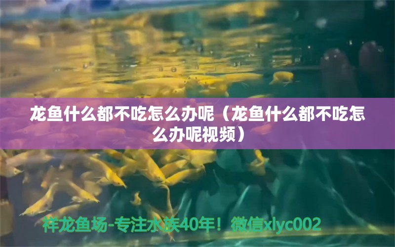 龍魚什么都不吃怎么辦呢（龍魚什么都不吃怎么辦呢視頻）