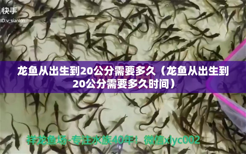 龍魚(yú)從出生到20公分需要多久（龍魚(yú)從出生到20公分需要多久時(shí)間）