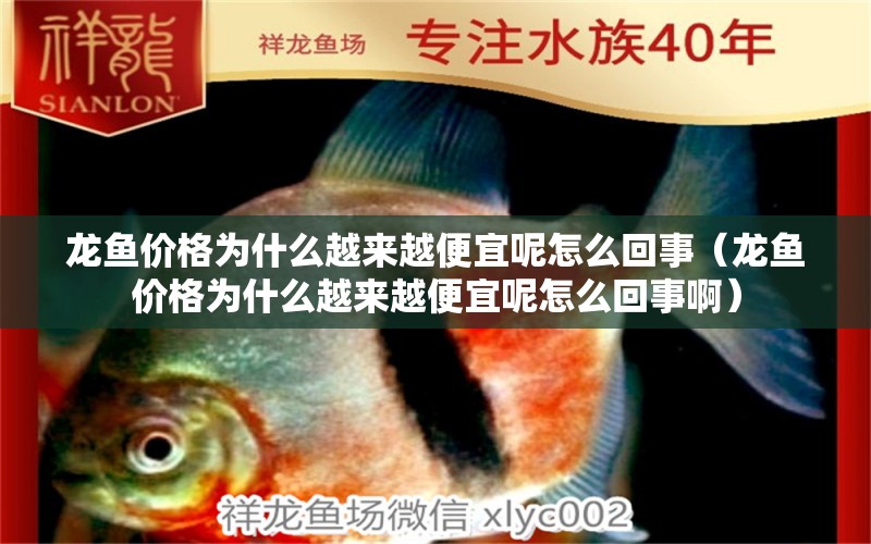 龍魚價(jià)格為什么越來(lái)越便宜呢怎么回事（龍魚價(jià)格為什么越來(lái)越便宜呢怎么回事?。?廣州龍魚批發(fā)市場(chǎng)