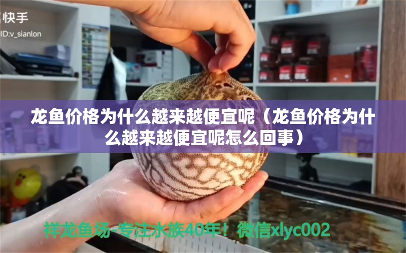 龍魚價格為什么越來越便宜呢（龍魚價格為什么越來越便宜呢怎么回事）