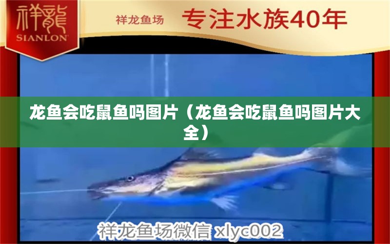 龍魚(yú)會(huì)吃鼠魚(yú)嗎圖片（龍魚(yú)會(huì)吃鼠魚(yú)嗎圖片大全）