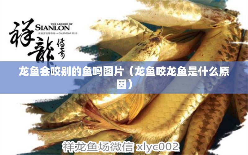 龍魚會咬別的魚嗎圖片（龍魚咬龍魚是什么原因）