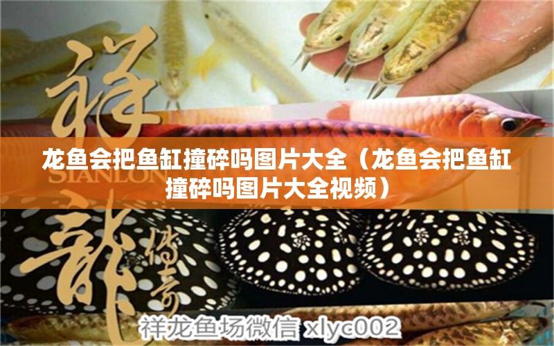 龍魚(yú)會(huì)把魚(yú)缸撞碎嗎圖片大全（龍魚(yú)會(huì)把魚(yú)缸撞碎嗎圖片大全視頻） 廣州龍魚(yú)批發(fā)市場(chǎng)