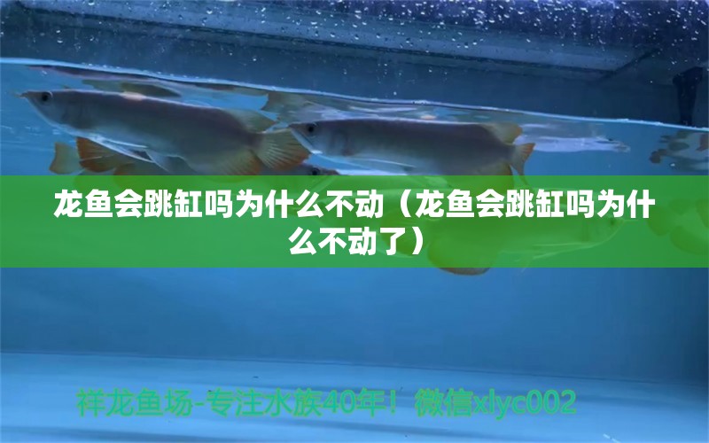 龍魚會跳缸嗎為什么不動（龍魚會跳缸嗎為什么不動了）