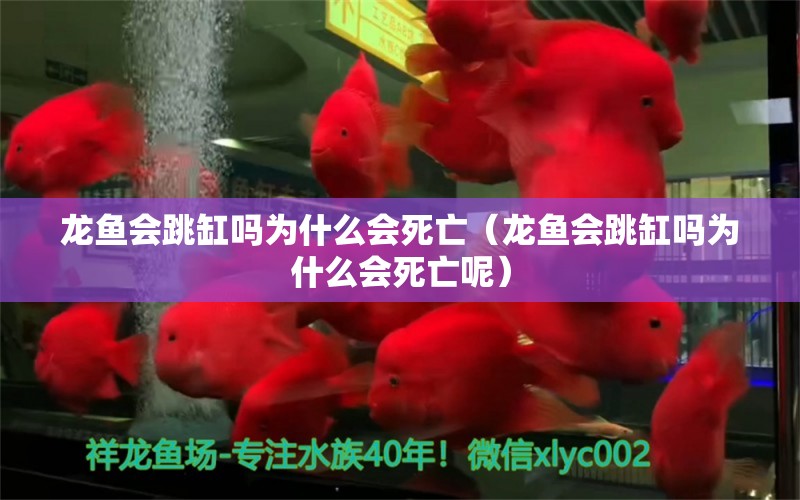 龍魚會(huì)跳缸嗎為什么會(huì)死亡（龍魚會(huì)跳缸嗎為什么會(huì)死亡呢） 廣州龍魚批發(fā)市場