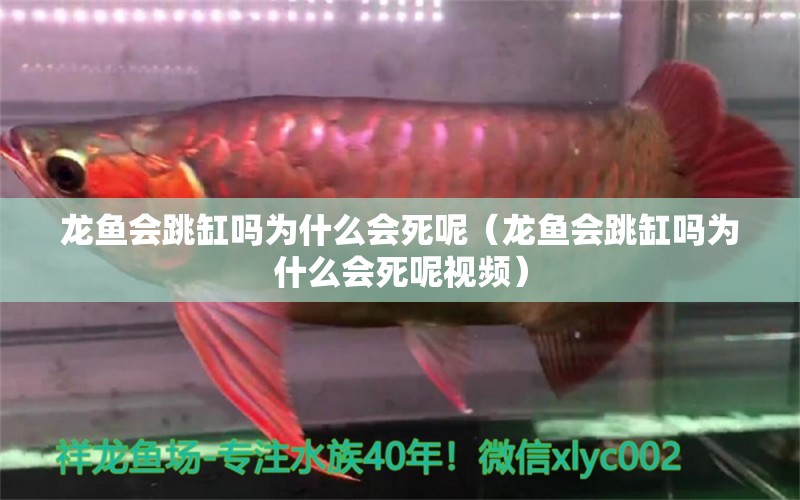 龍魚會跳缸嗎為什么會死呢（龍魚會跳缸嗎為什么會死呢視頻） 廣州龍魚批發(fā)市場