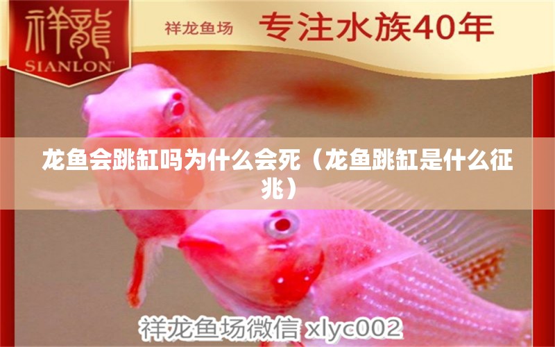 龍魚(yú)會(huì)跳缸嗎為什么會(huì)死（龍魚(yú)跳缸是什么征兆） 觀賞魚(yú)