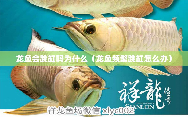 龍魚會跳缸嗎為什么（龍魚頻繁跳缸怎么辦）