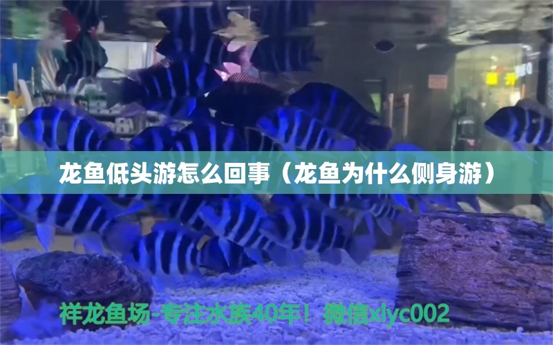 龍魚低頭游怎么回事（龍魚為什么側(cè)身游） 朱巴利魚苗