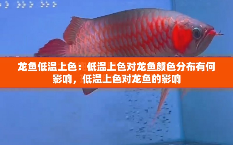 龍魚低溫上色：低溫上色對龍魚顏色分布有何影響，低溫上色對龍魚的影響