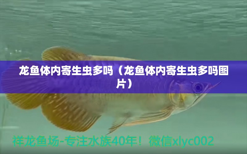 龍魚體內(nèi)寄生蟲多嗎（龍魚體內(nèi)寄生蟲多嗎圖片）