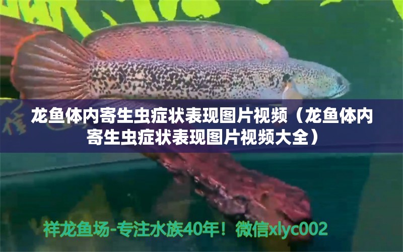 龍魚(yú)體內(nèi)寄生蟲(chóng)癥狀表現(xiàn)圖片視頻（龍魚(yú)體內(nèi)寄生蟲(chóng)癥狀表現(xiàn)圖片視頻大全）