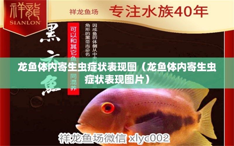 龍魚體內(nèi)寄生蟲癥狀表現(xiàn)圖（龍魚體內(nèi)寄生蟲癥狀表現(xiàn)圖片） 龍魚疾病與治療