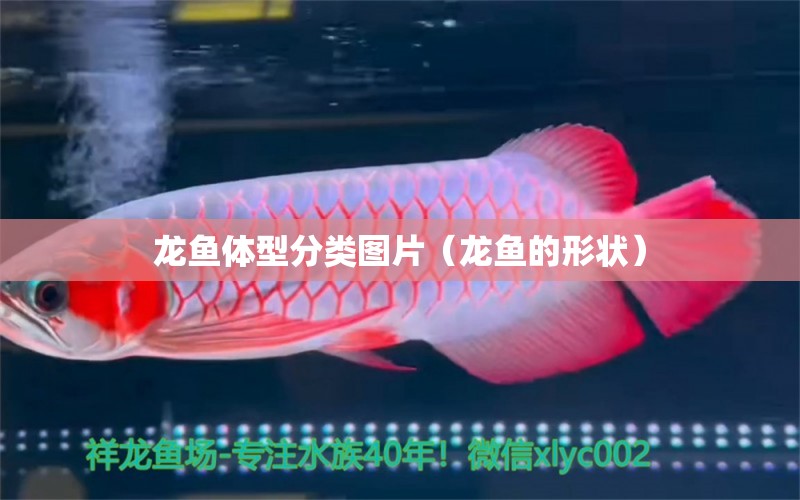 龍魚體型分類圖片（龍魚的形狀）