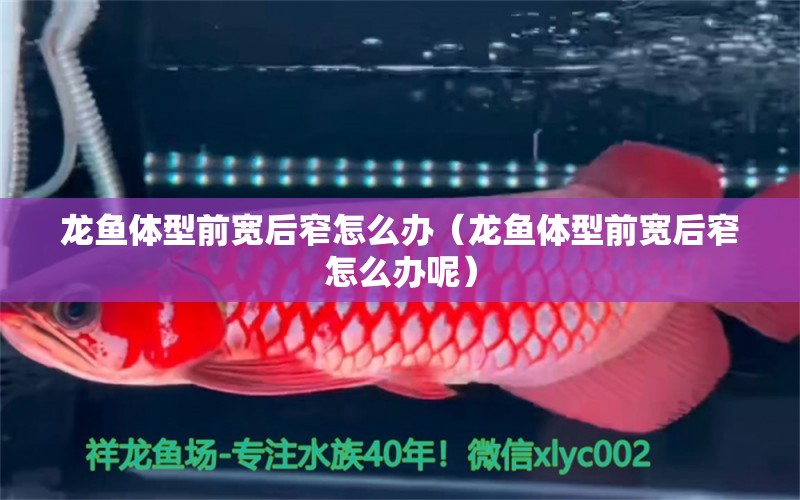 龍魚體型前寬后窄怎么辦（龍魚體型前寬后窄怎么辦呢） 廣州龍魚批發(fā)市場(chǎng) 第2張