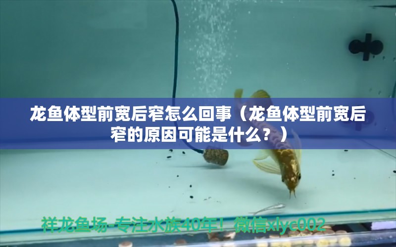 龍魚體型前寬后窄怎么回事（龍魚體型前寬后窄的原因可能是什么？） 水族問答 第1張