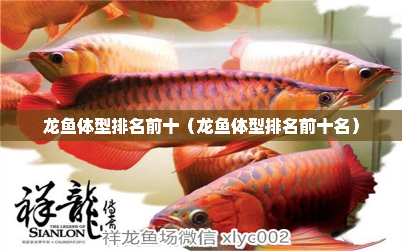 龍魚體型排名前十（龍魚體型排名前十名）