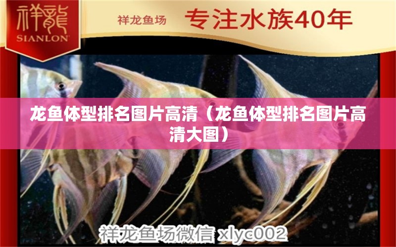 龍魚體型排名圖片高清（龍魚體型排名圖片高清大圖）