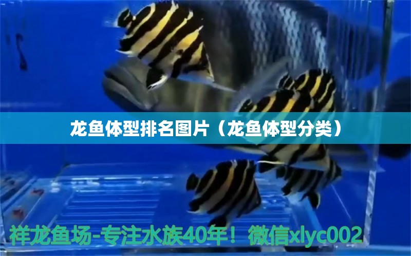 龍魚體型排名圖片（龍魚體型分類）