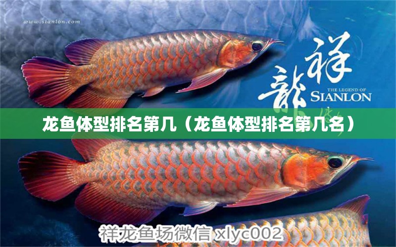 龍魚體型排名第幾（龍魚體型排名第幾名） 廣州龍魚批發(fā)市場(chǎng)