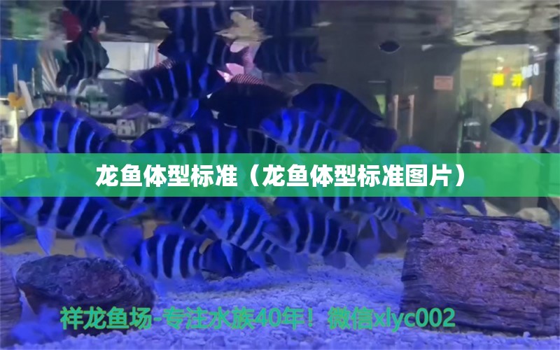 龍魚體型標準（龍魚體型標準圖片） 廣州龍魚批發(fā)市場