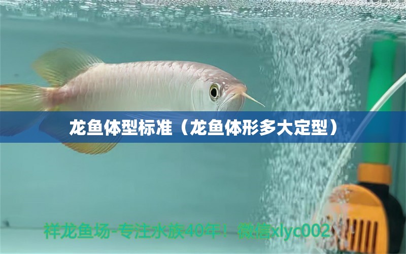 龍魚體型標準（龍魚體形多大定型）