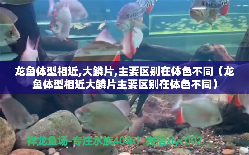 龍魚體型相近,大鱗片,主要區(qū)別在體色不同（龍魚體型相近大鱗片主要區(qū)別在體色不同） 廣州龍魚批發(fā)市場(chǎng)