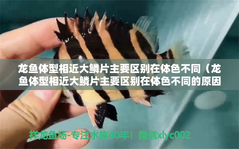 龍魚體型相近大鱗片主要區(qū)別在體色不同（龍魚體型相近大鱗片主要區(qū)別在體色不同的原因）