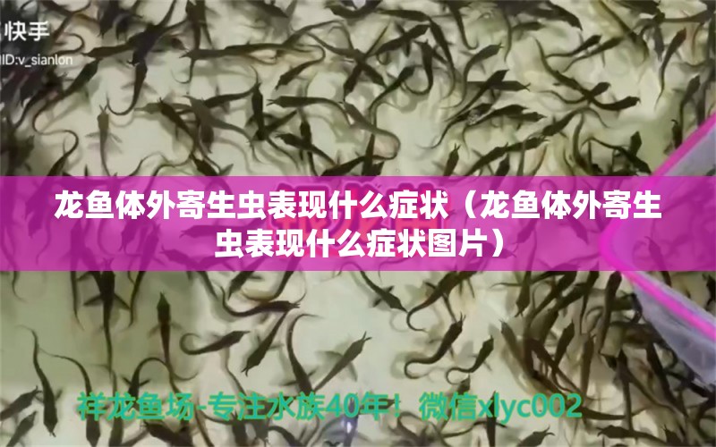 龍魚體外寄生蟲表現(xiàn)什么癥狀（龍魚體外寄生蟲表現(xiàn)什么癥狀圖片）