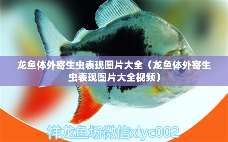 龍魚(yú)體外寄生蟲(chóng)表現(xiàn)圖片大全（龍魚(yú)體外寄生蟲(chóng)表現(xiàn)圖片大全視頻） 龍魚(yú)疾病與治療