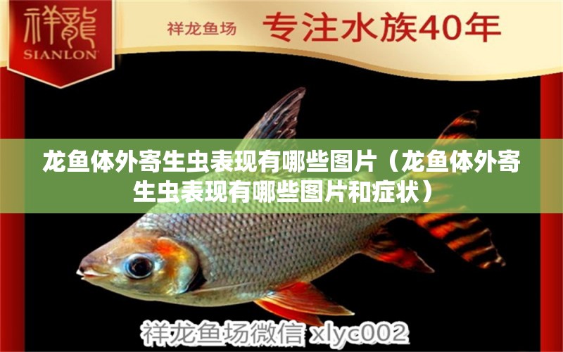 龍魚體外寄生蟲表現(xiàn)有哪些圖片（龍魚體外寄生蟲表現(xiàn)有哪些圖片和癥狀）