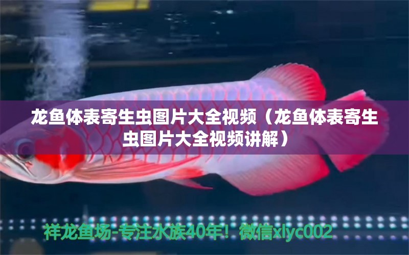 龍魚(yú)體表寄生蟲(chóng)圖片大全視頻（龍魚(yú)體表寄生蟲(chóng)圖片大全視頻講解） 龍魚(yú)疾病與治療