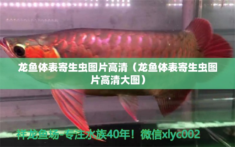 龍魚(yú)體表寄生蟲(chóng)圖片高清（龍魚(yú)體表寄生蟲(chóng)圖片高清大圖）