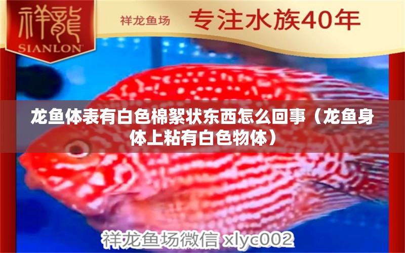 龍魚體表有白色棉絮狀東西怎么回事（龍魚身體上粘有白色物體）