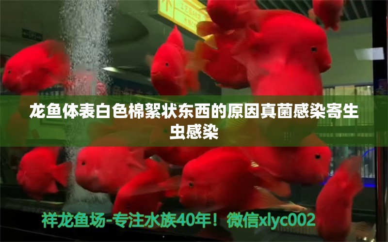 龍魚體表白色棉絮狀東西的原因真菌感染寄生蟲感染