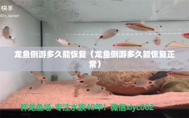 龍魚(yú)側(cè)游多久能恢復(fù)（龍魚(yú)側(cè)游多久能恢復(fù)正常）