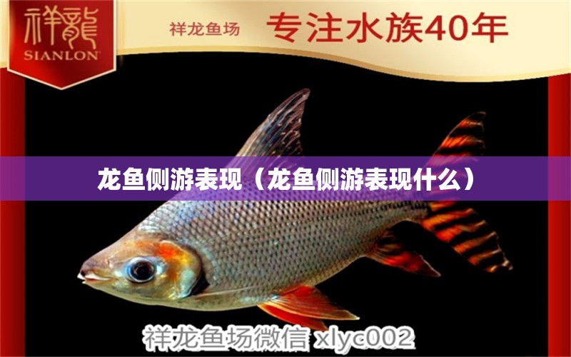 龍魚側(cè)游表現(xiàn)（龍魚側(cè)游表現(xiàn)什么）