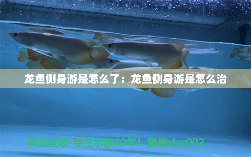 龍魚側(cè)身游是怎么了：龍魚側(cè)身游是怎么治 觀賞魚市場（混養(yǎng)魚）