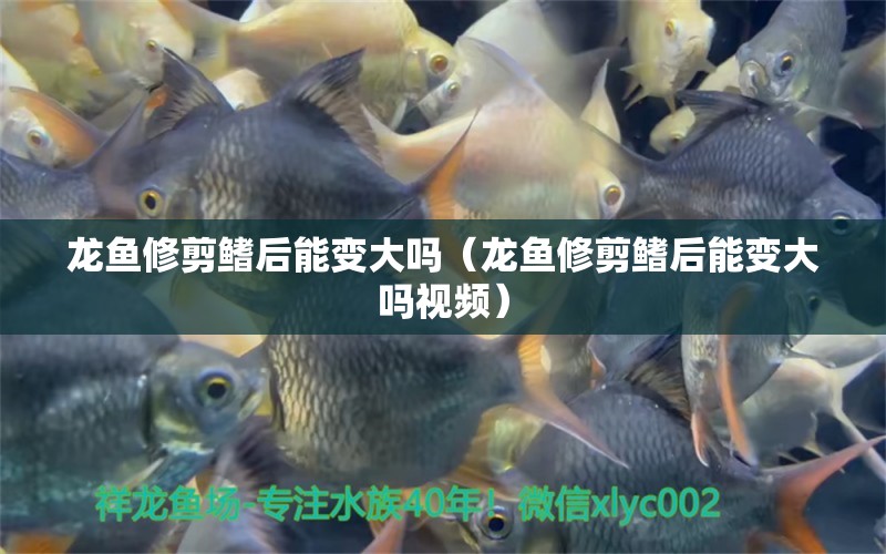 龍魚修剪鰭后能變大嗎（龍魚修剪鰭后能變大嗎視頻） 廣州龍魚批發(fā)市場