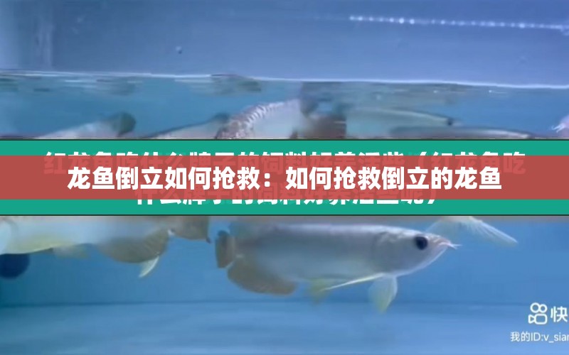 龍魚倒立如何搶救：如何搶救倒立的龍魚 水族問答 第1張