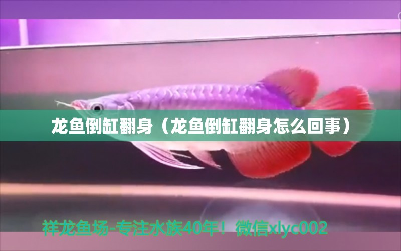 龍魚倒缸翻身（龍魚倒缸翻身怎么回事）