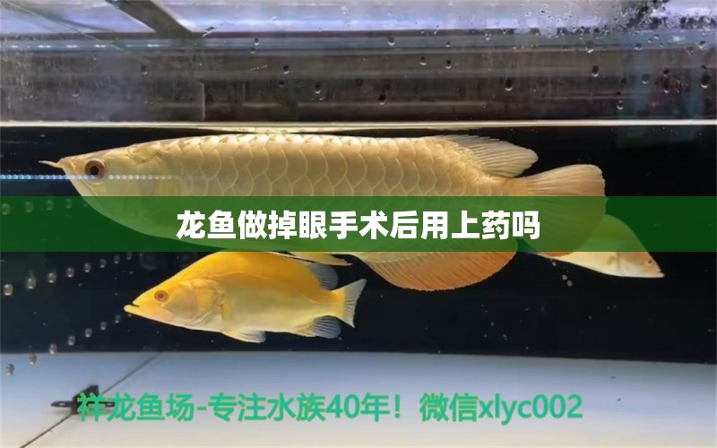 龍魚(yú)做掉眼手術(shù)后用上藥嗎