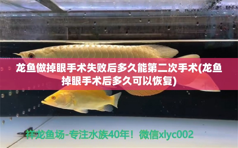 龍魚做掉眼手術(shù)失敗后多久能第二次手術(shù)(龍魚掉眼手術(shù)后多久可以恢復(fù))